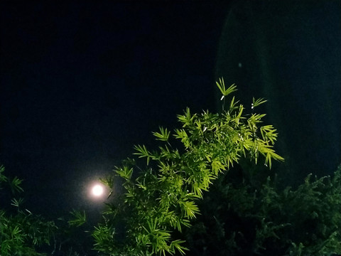 夜晚的竹叶
