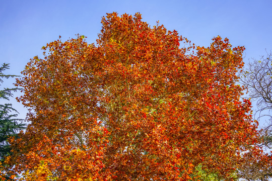 秋天紅葉高清大圖
