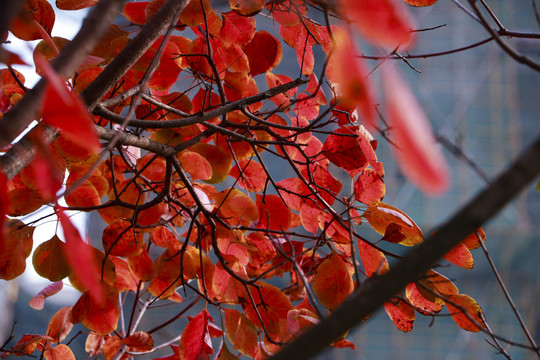 秋天树叶
