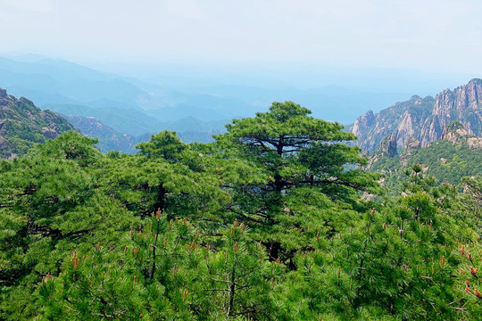 高山松树