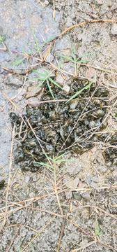 野生地衣地皮菜