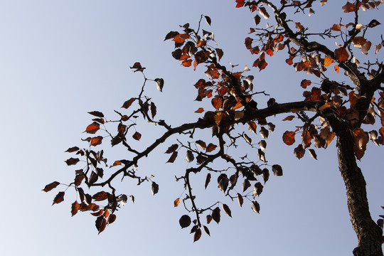 深秋的梨树枝叶