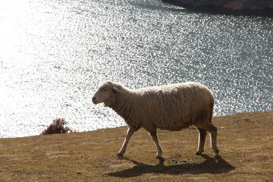 岸边的一只羊
