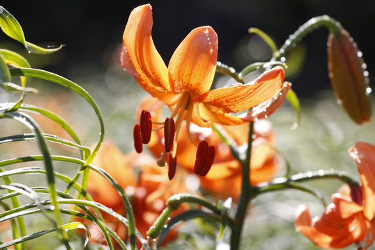 百合花开