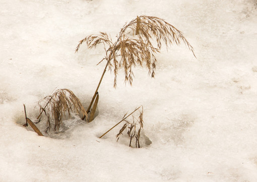 冰雪中的枯草