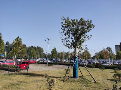 停车场与大树