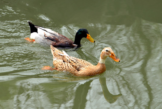 水中的鸭子