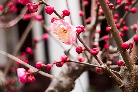 梅花