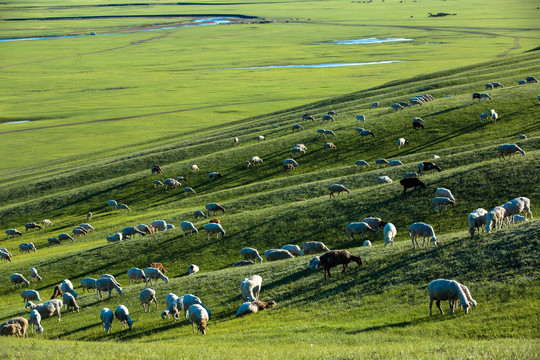 傍晚草原山坡上的羊群