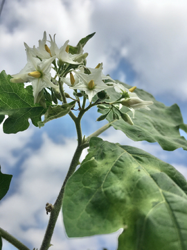 山颠茄花