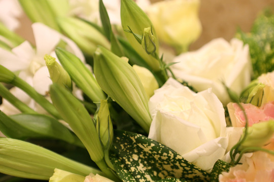 白色玫瑰花与百合特拍