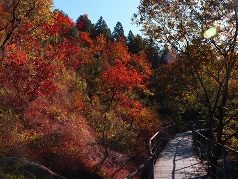 香山红叶