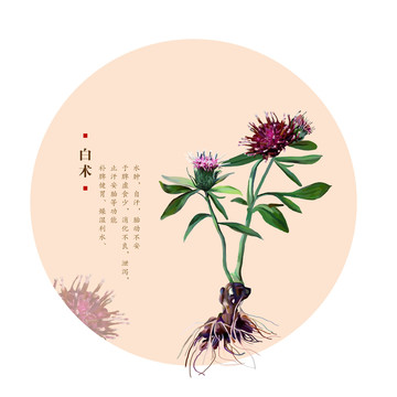 白術(shù)