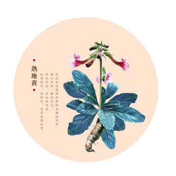 熟地黃