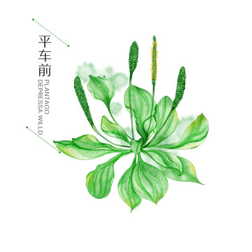 车前草中草药手绘