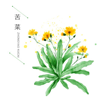苦菜中草藥手繪
