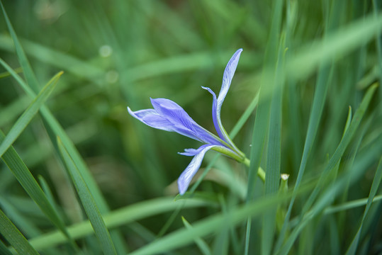 马兰花