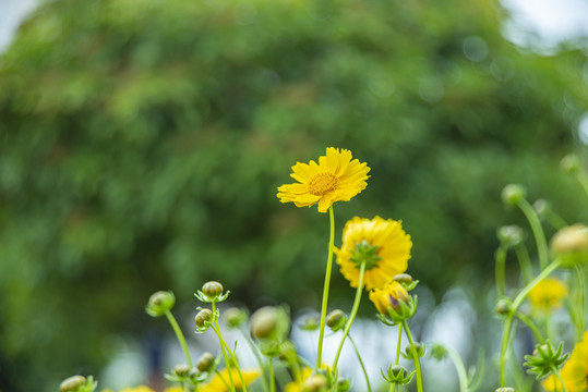 金鸡菊