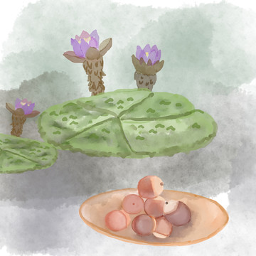 手繪水彩風(fēng)芡實(shí)PSD文件