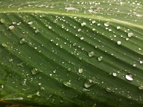 巴蕉叶上的雨滴