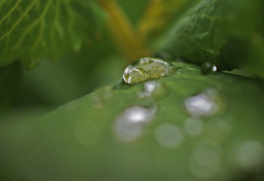 树叶上的水滴