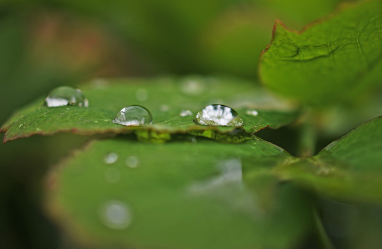 树叶上的水滴