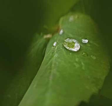 树叶上的水滴主