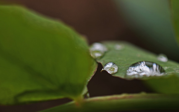 树叶上的水滴