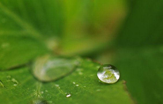 树叶上的水滴