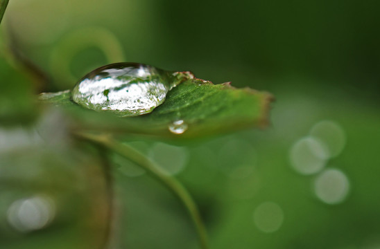 树叶上的水滴