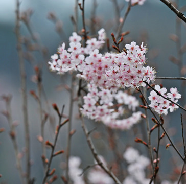 樱花盛开