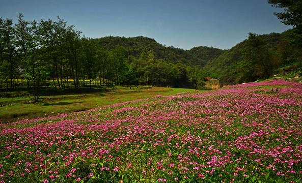 苕子花开