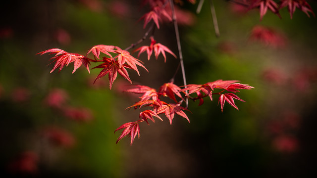 紅楓
