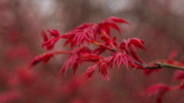 红枫