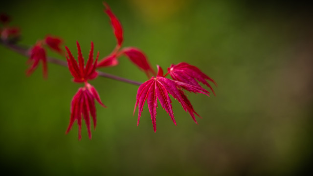 红枫