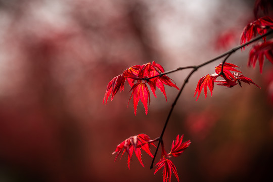 红枫