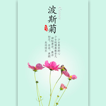 波斯菊花语