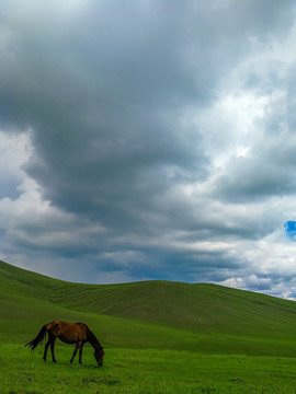 草原上一匹马吃草