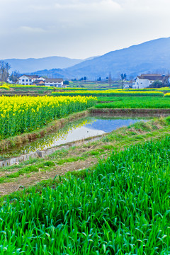 汉中油菜花节汉山田野风景