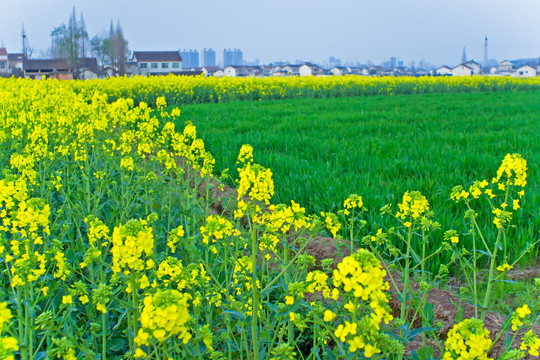 汉中油菜花节汉山田野风景