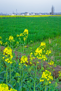 汉中油菜花节汉山田野风景