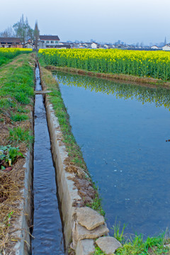 田野里灌溉的水田与油菜花