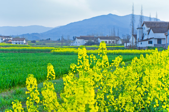 汉中油菜花节汉山风景