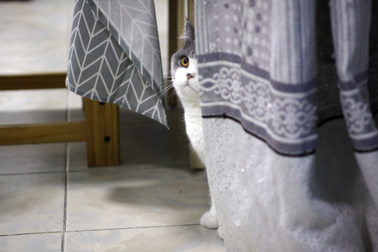 藏在窗帘后的小猫咪