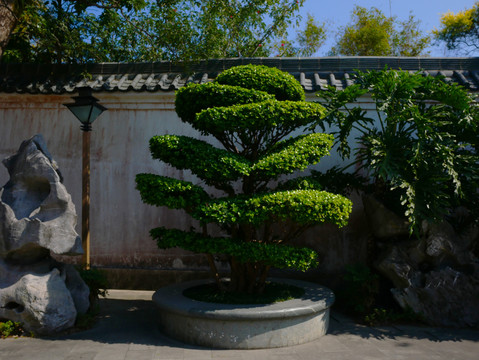 大型盆景植物