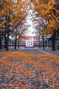 中山公园银杏