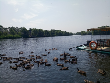 湿地水面