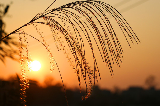 夕阳红