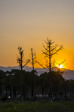 夕阳树木剪影