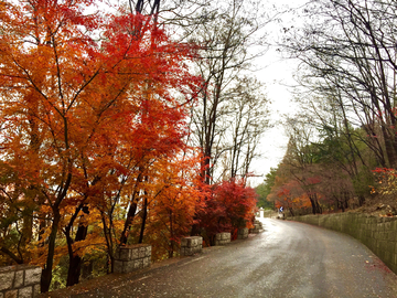 秋天山里的道路和红叶